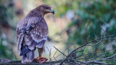 Могильник (Aquila heliaca)