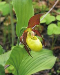Венерин башмачок настоящий (Cypripedium calceolus L.)