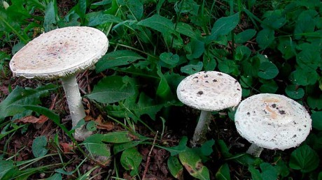 Список грибов из Красной книги России