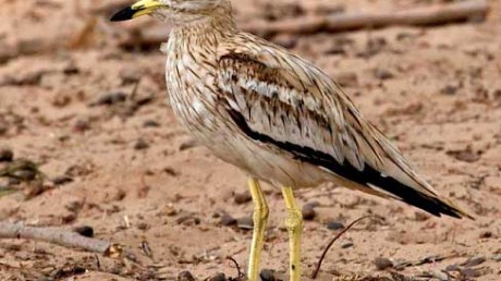 Авдотка (Burhinus oedicnemus)