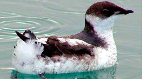 Азиатский Длинноклювый Пыжик (Brachyramphus marmoratus)