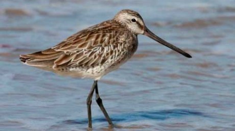 Азиатский Бекасовидный Веретенник (Limnodromus semipalmatus)