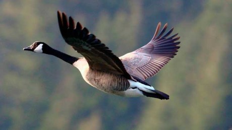 Алеутская Канадская Казарка (Branta canadensis)