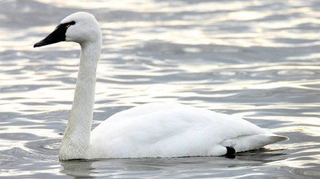 Американский лебедь (Cygnus columbianus)