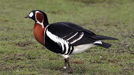 Краснозобая Казарка (Rufibrenta ruficollis)