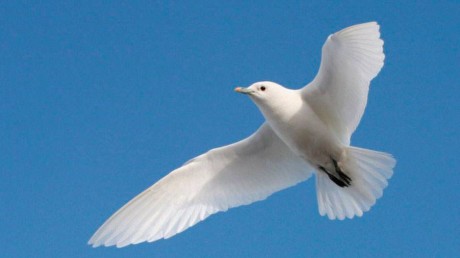 Белая Чайка (Pagophila eburnea)