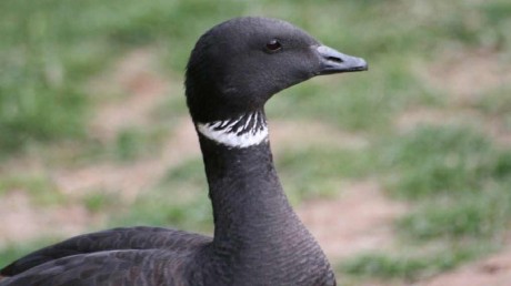 Атлантическая Черная Казарка (Branta bernicla)