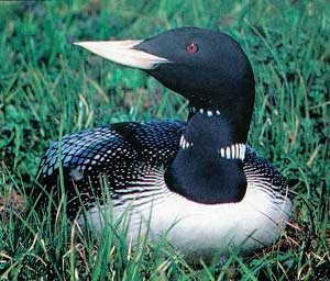 Белоклювая Гагара (Gavia adamsii)