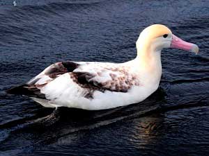 Белоспинный Альбатрос (Albatrus Diomedea)