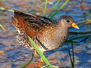 Белокрылый Погоныш (Porzana exquisita)