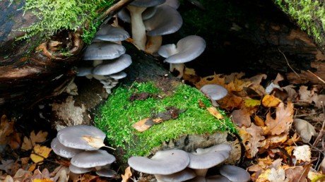 Грибы вёшенки — польза и вред для организма