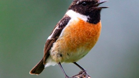 Большой Чекан (Saxicola insignis)