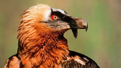 Бородач (Gypaetus barbatus)