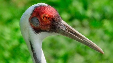 Даурский Журавль (Grus vipio)