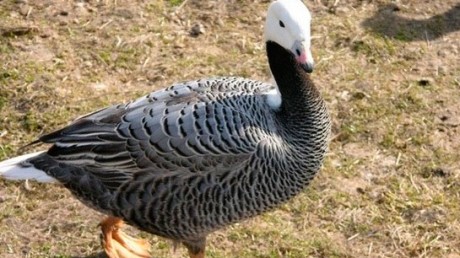 Белошей (Рhilacte canagica)