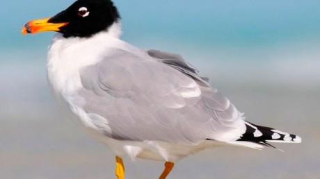 Черноголовый Хохотун (Larus ichthyaetus)