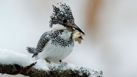 Большой Пегий Зимородок (Ceryle lugubris)