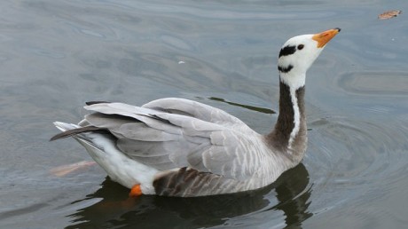 Горный Гусь / Eulabeia indica