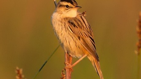 Вертлявая Камышевка (Megalurus paludicola)