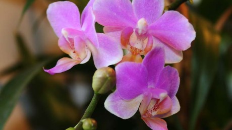 Орхидные (Orchidaceae)