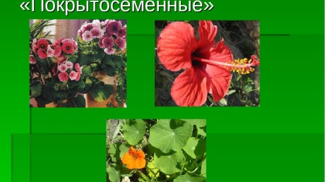 Покрытосеменные (цветковые)