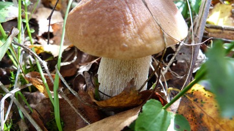 Белый гриб или боровик