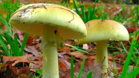 Бледная поганка