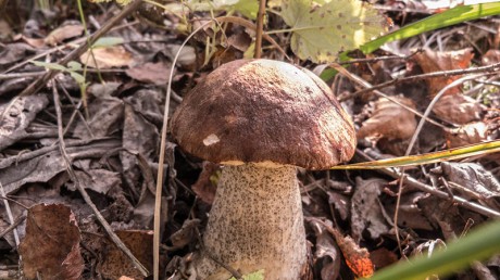 Подберезовик