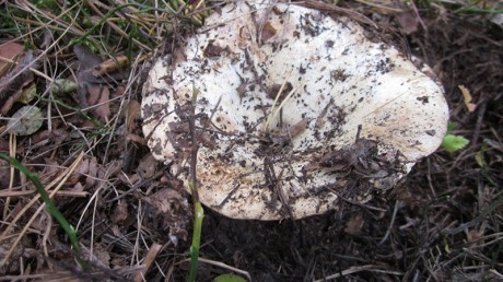 Груздь настоящий или белый