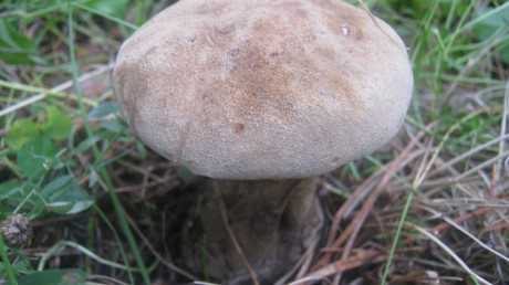 Гриб козляк (решетник)