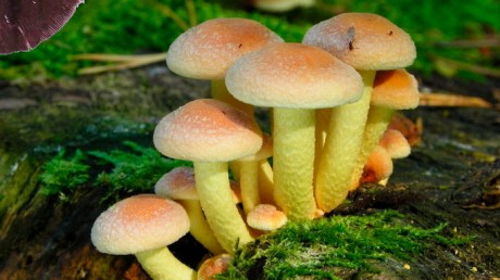 Ложноопенок серно-желтый