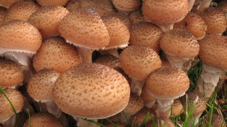 Опёнок осенний