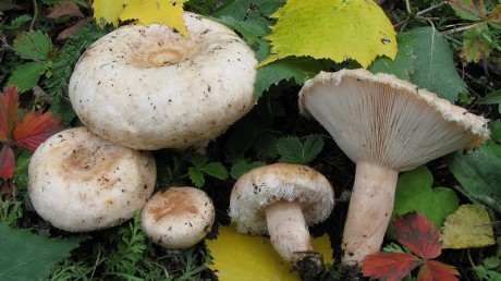 Волнушка белая