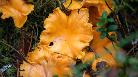 Лисичка обыкновенная