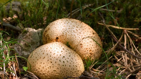 Ложнодождевик обыкновенный