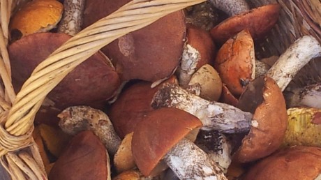 Подосиновик