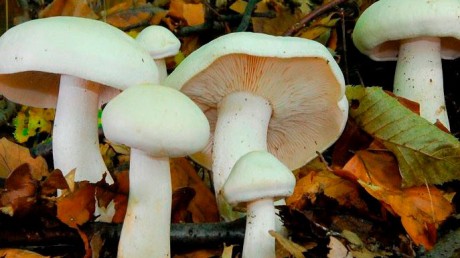 Рядовка белая