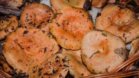 Рыжик настоящий