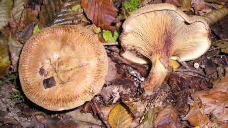 Свинушка тонкая