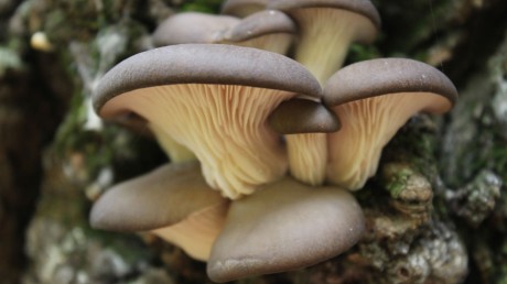 Гриб вёшенка обыкновенная