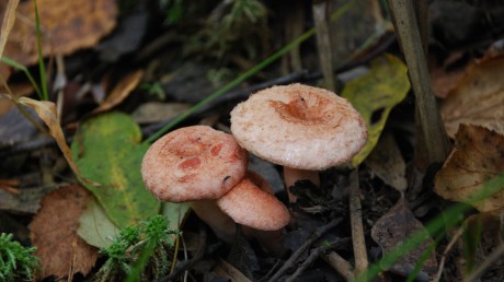 Волнушка розовая