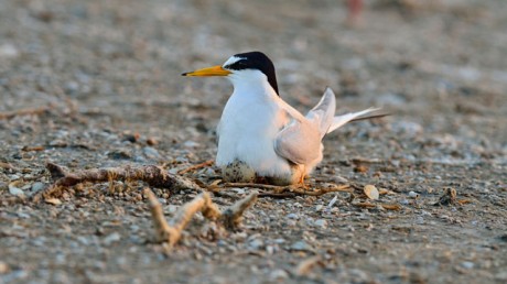 Малая Крачка / Sterna albifrons