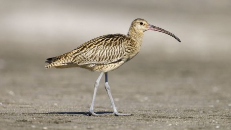 Дальневосточный кроншнеп / Numenius madagascariensis