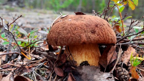 Белый гриб сосновый