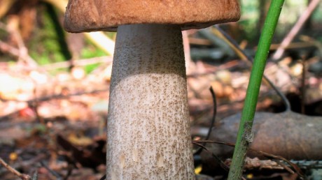 Подберезовик обыкновенный или черноголовик