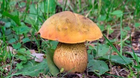 Дубовик оливково-бурый