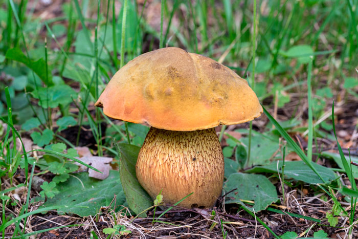 Гриб Дубовик Фото