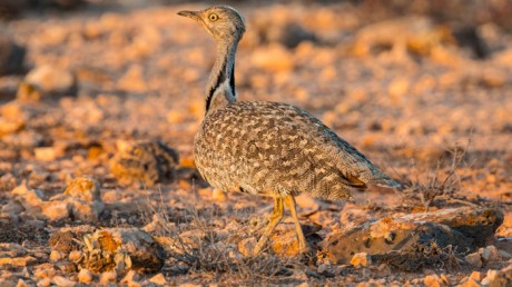 Джек / Chlamidotis undulata