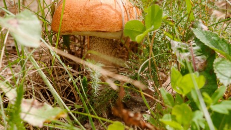 Подосиновик красный или красноголовик