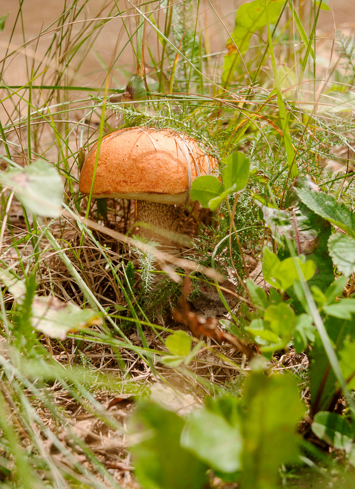 Подосиновик красный или красноголовик